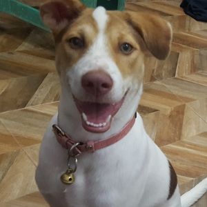 Meet your Posher, Desy